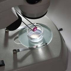 Imagem da notícia: “Master de Pedras de Cor”